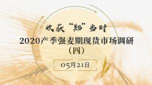 收获”郑“当时——2020产季强麦期现货市场调研（四）